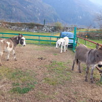 Asini più porta ballone