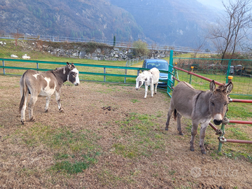 Asini più porta ballone