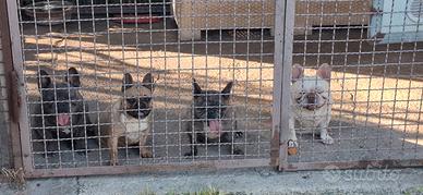 Cuccioli di dog francese