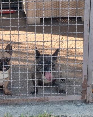 Cuccioli di dog francese