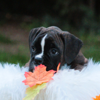 Cuccioli Boxer