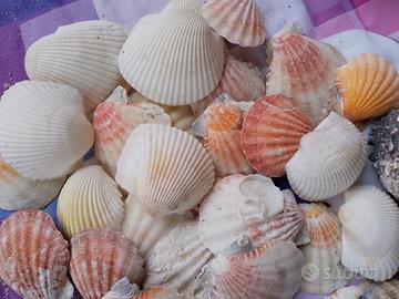 CONCHIGLIE - GRUPPO 6