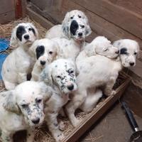 Cuccioli setter inglese