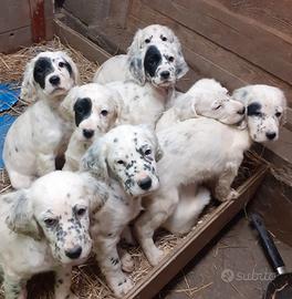 Cuccioli setter inglese