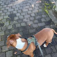Un cucciolo hamstaff da cinque mesi