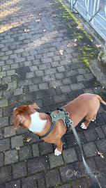 Un cucciolo hamstaff da cinque mesi
