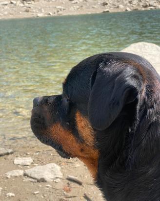 Rottweiler