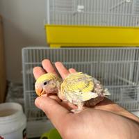 Inseparabili