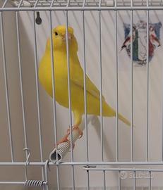 Splendidi canarini gialli ala bianca