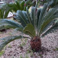 cycas e ulivi