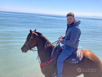 Cavallo castrone