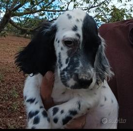 Setter cucciola