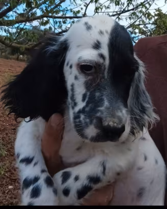 Setter cucciola