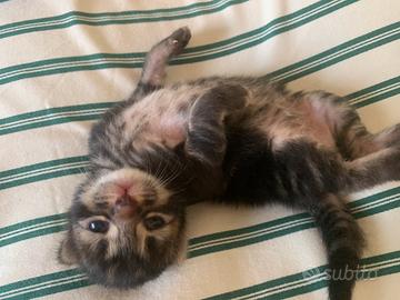 Cucciolo tabby