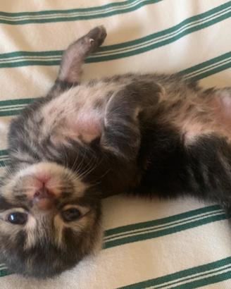 Cucciolo tabby