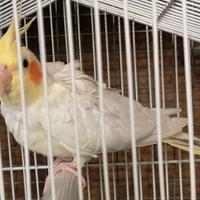 Pappagallo calopsite