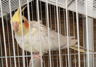 Pappagallo calopsite