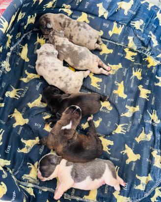 Cuccioli Bulldog francese