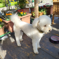 Barboncino nano bianco neve