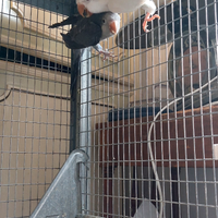 Parrocchiotti monaci