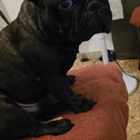 Disponibile per monta