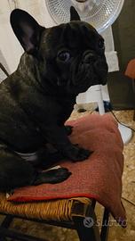 Disponibile per monta