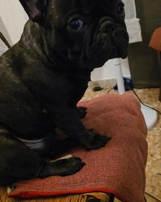 Disponibile per monta