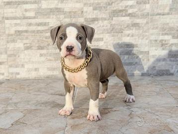 American Pitbull terrier