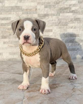 American Pitbull terrier