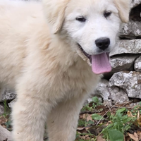 Pastore Abruzzese Maremmano