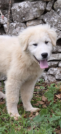 Pastore Abruzzese Maremmano