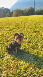 Cuccioli 3 mesi Yorkshire terrier