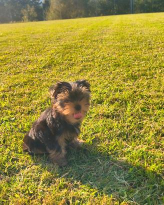 Cuccioli 3 mesi Yorkshire terrier