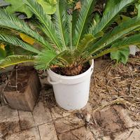 cycas in vaso