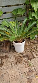 cycas in vaso