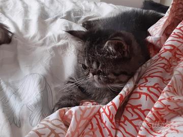Gatto razza esotica