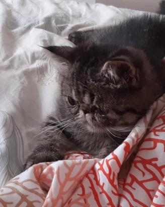 Gatto razza esotica