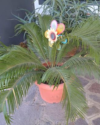 CYCAS Aloe Crassula Alocasia Sedum
