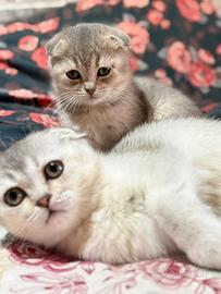 Scottish Fold Cuccioli