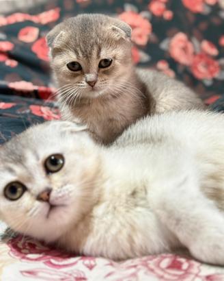 Scottish Fold Cuccioli