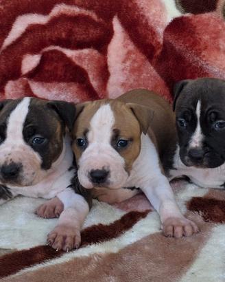Cuccioli Amstaff con pedigree