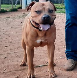 Pitbull Monta
