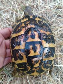 Tartarughe