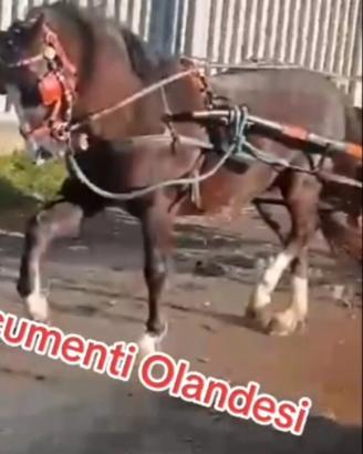 Cavallino hackney castrone