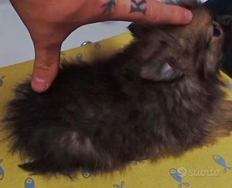 Cucciola di Spitz Pomerania