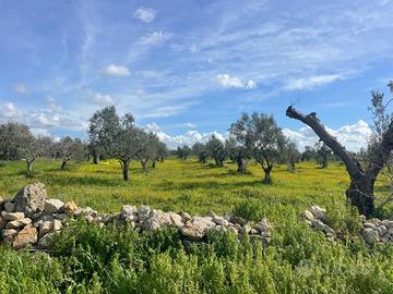 Terreno agricolo