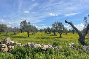 Terreno agricolo
