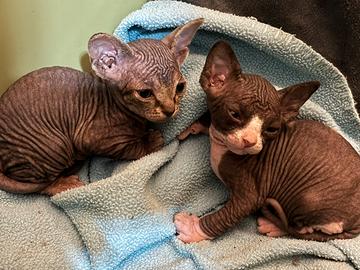 Canadian Sphynx cuccioli (possibile consegna)