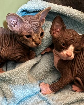 Canadian Sphynx cuccioli (possibile consegna)