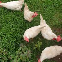 Galline ovaiole livornesi bianche di 1 anno